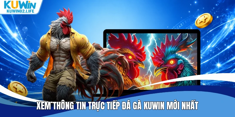 Xem thông tin trực tiếp đá gà Kuwin mới nhất